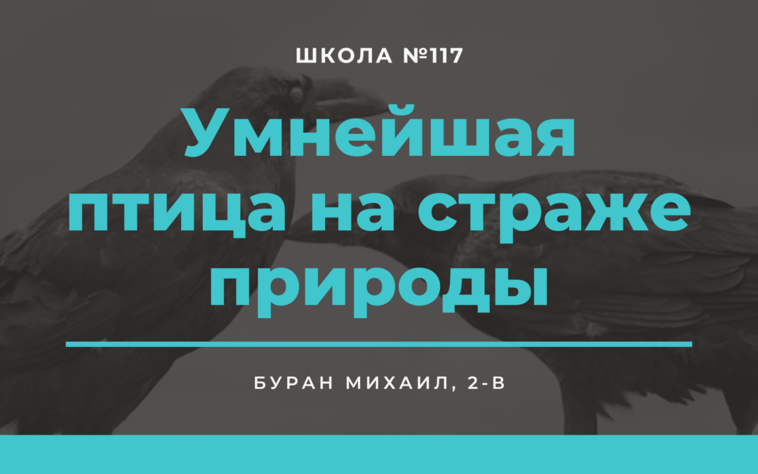 Умнейшая птица на страже природы — Школа №117 — Буран Михаил, 2-В