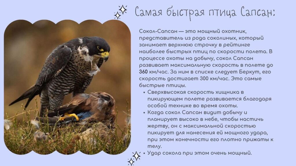 Сапсан (Falco peregrinus Tunstall) 4